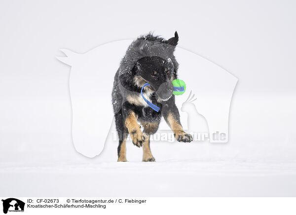 Kroatischer-Schferhund-Mischling / Croatian-Shepherd-Mongrel / CF-02673