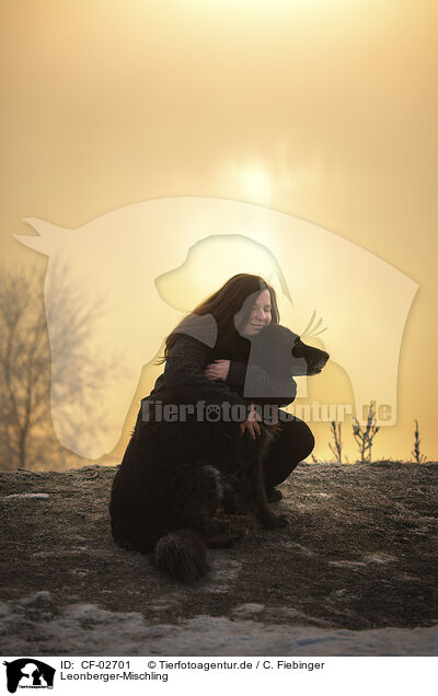 Leonberger-Mischling / CF-02701
