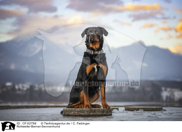 Rottweiler-Berner-Sennenhund / CF-02768