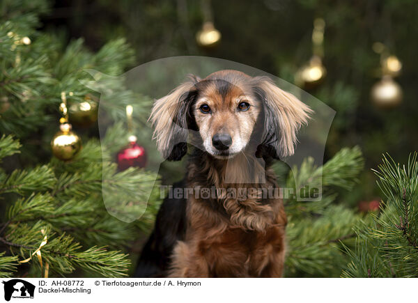Dackel-Mischling / Dachshund-Mongrel / AH-08772