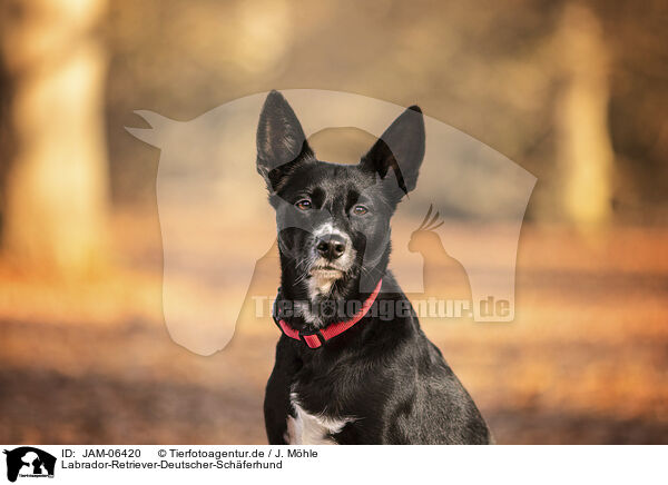 Labrador-Retriever-Deutscher-Schferhund / Labrador-Retriever-German-Shepherd / JAM-06420