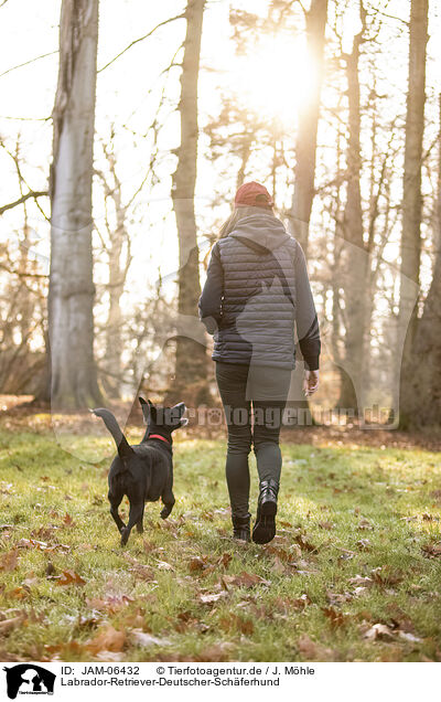 Labrador-Retriever-Deutscher-Schferhund / Labrador-Retriever-German-Shepherd / JAM-06432