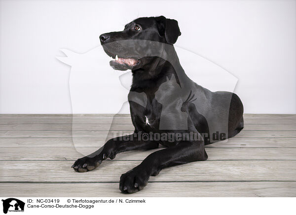 Cane-Corso-Deutsche-Dogge / Cane-Corso-Great-Dane / NC-03419