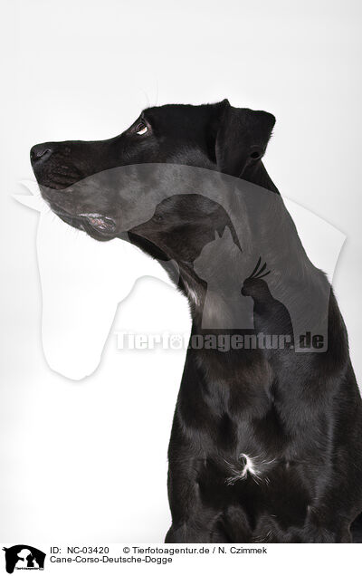 Cane-Corso-Deutsche-Dogge / Cane-Corso-Great-Dane / NC-03420