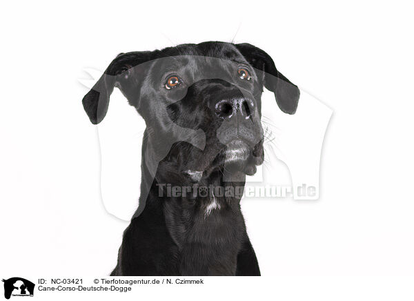 Cane-Corso-Deutsche-Dogge / Cane-Corso-Great-Dane / NC-03421