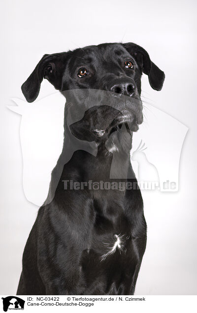 Cane-Corso-Deutsche-Dogge / Cane-Corso-Great-Dane / NC-03422