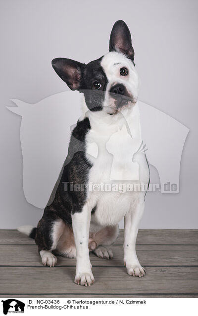 French-Bulldog-Chihuahua / French-Bulldog-Chihuahua / NC-03436