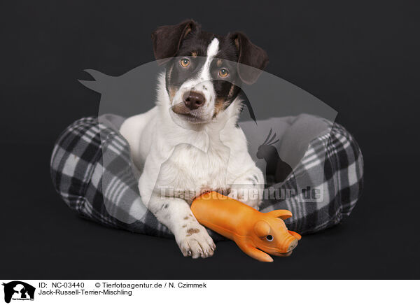 Jack-Russell-Terrier-Mischling / Jack-Russell-Terrier-Mongrel / NC-03440