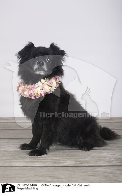 Mops-Mischling / Pug-Mongrel / NC-03486