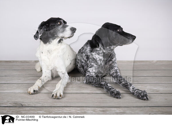 Pointer-Mischling / Pointer-Mongrel / NC-03489