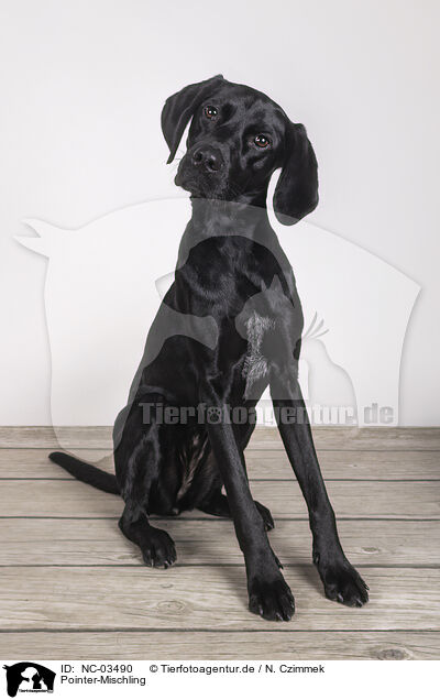 Pointer-Mischling / Pointer-Mongrel / NC-03490