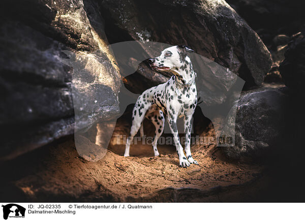 Dalmatiner-Mischling / Dalmatian-Mongrel / JQ-02335
