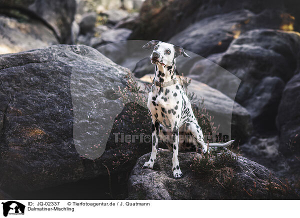 Dalmatiner-Mischling / Dalmatian-Mongrel / JQ-02337