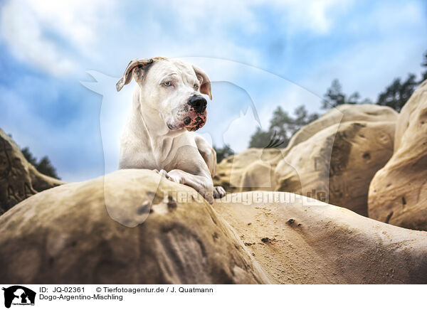 Dogo-Argentino-Mischling / Dogo-Argentino-Mongrel / JQ-02361