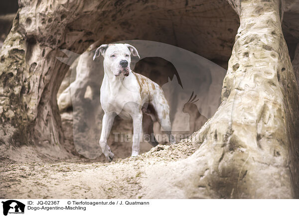 Dogo-Argentino-Mischling / JQ-02367