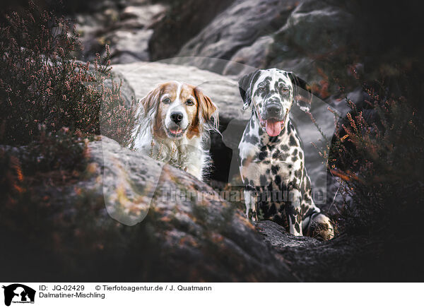 Dalmatiner-Mischling / Dalmatian-Mongrel / JQ-02429
