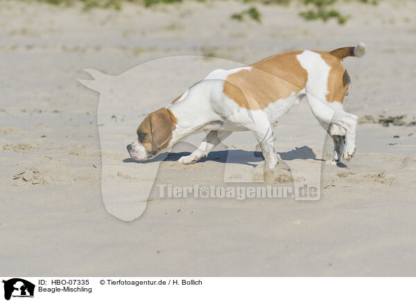 Beagle-Mischling / Beagle-Mongrel / HBO-07335
