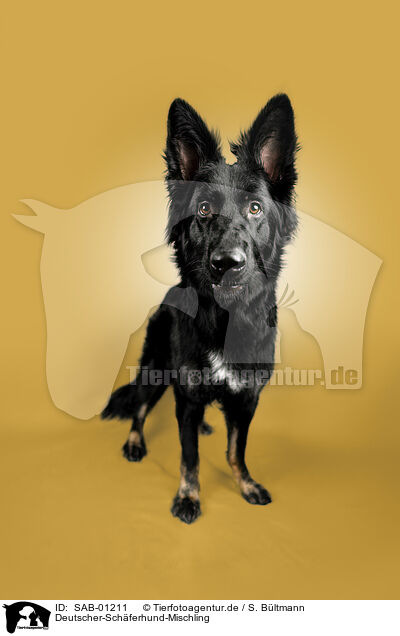 Deutscher-Schferhund-Mischling / German-Shepherd-Mongrel / SAB-01211