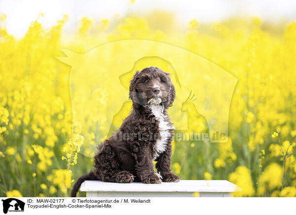 Toypudel-English-Cocker-Spaniel-Mix / Toypoodle-English-Cocker-Spaniel-Mongrel / MAW-02177