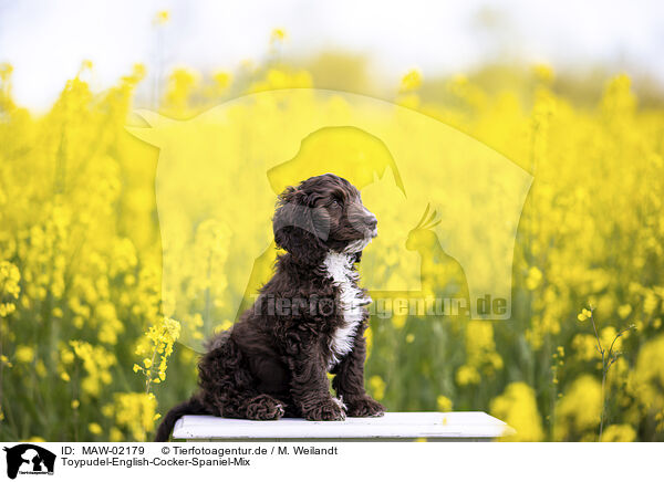 Toypudel-English-Cocker-Spaniel-Mix / Toypoodle-English-Cocker-Spaniel-Mongrel / MAW-02179