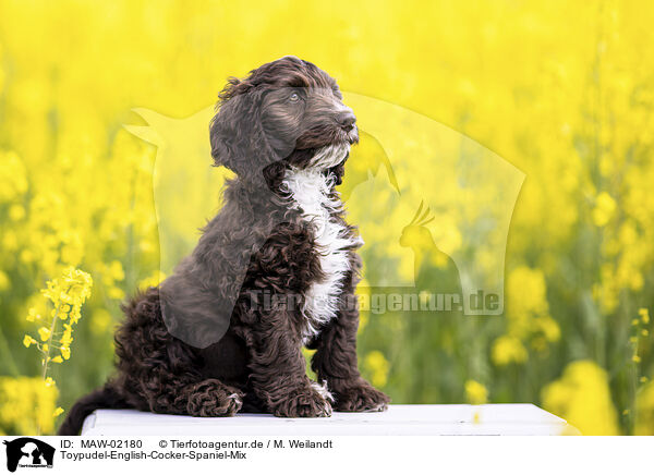 Toypudel-English-Cocker-Spaniel-Mix / Toypoodle-English-Cocker-Spaniel-Mongrel / MAW-02180