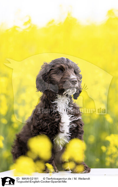 Toypudel-English-Cocker-Spaniel-Mix / Toypoodle-English-Cocker-Spaniel-Mongrel / MAW-02181