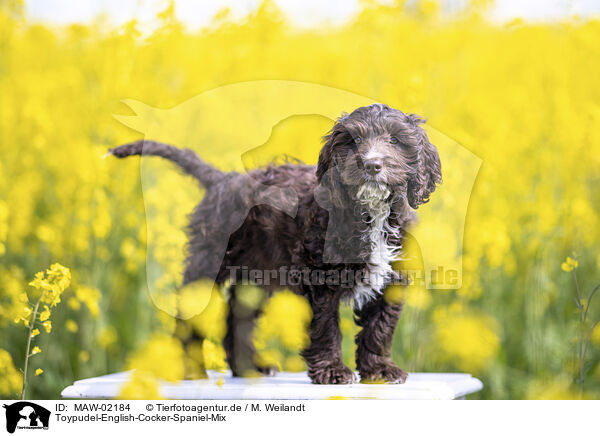 Toypudel-English-Cocker-Spaniel-Mix / Toypoodle-English-Cocker-Spaniel-Mongrel / MAW-02184