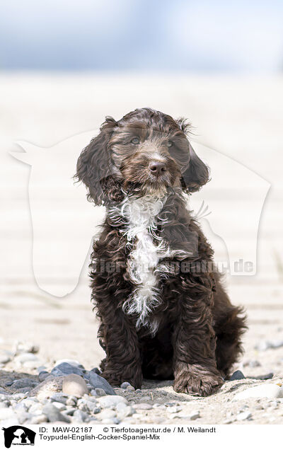 Toypudel-English-Cocker-Spaniel-Mix / Toypoodle-English-Cocker-Spaniel-Mongrel / MAW-02187