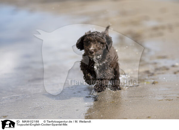 Toypudel-English-Cocker-Spaniel-Mix / Toypoodle-English-Cocker-Spaniel-Mongrel / MAW-02188