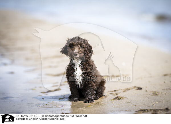 Toypudel-English-Cocker-Spaniel-Mix / Toypoodle-English-Cocker-Spaniel-Mongrel / MAW-02189