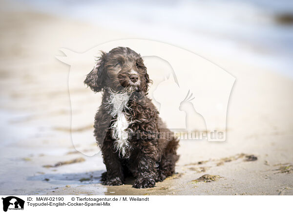 Toypudel-English-Cocker-Spaniel-Mix / Toypoodle-English-Cocker-Spaniel-Mongrel / MAW-02190