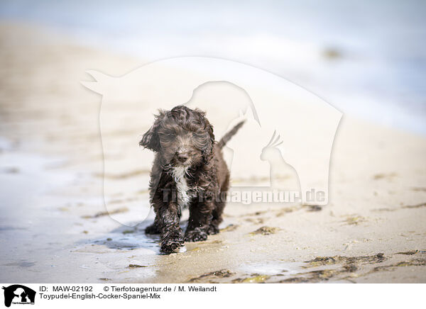 Toypudel-English-Cocker-Spaniel-Mix / Toypoodle-English-Cocker-Spaniel-Mongrel / MAW-02192