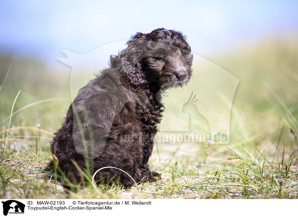 Toypudel-English-Cocker-Spaniel-Mix / Toypoodle-English-Cocker-Spaniel-Mongrel / MAW-02193
