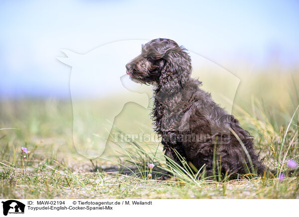 Toypudel-English-Cocker-Spaniel-Mix / Toypoodle-English-Cocker-Spaniel-Mongrel / MAW-02194