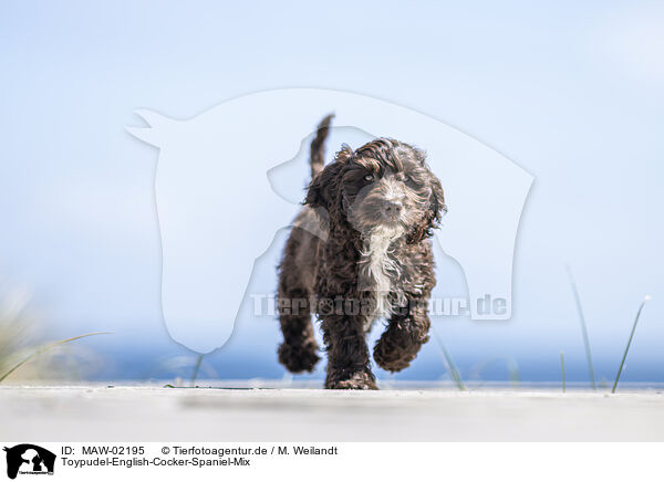 Toypudel-English-Cocker-Spaniel-Mix / Toypoodle-English-Cocker-Spaniel-Mongrel / MAW-02195