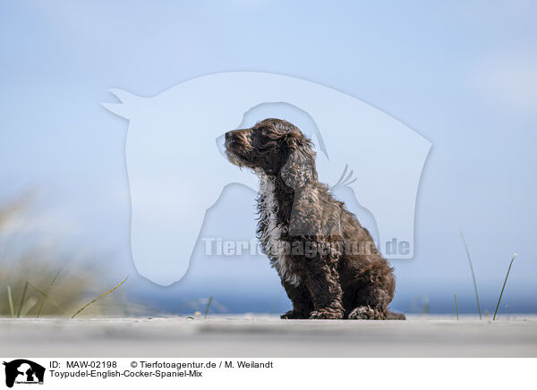 Toypudel-English-Cocker-Spaniel-Mix / Toypoodle-English-Cocker-Spaniel-Mongrel / MAW-02198