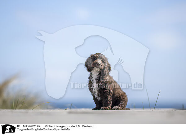 Toypudel-English-Cocker-Spaniel-Mix / Toypoodle-English-Cocker-Spaniel-Mongrel / MAW-02199