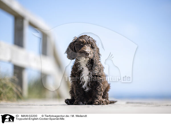 Toypudel-English-Cocker-Spaniel-Mix / Toypoodle-English-Cocker-Spaniel-Mongrel / MAW-02200