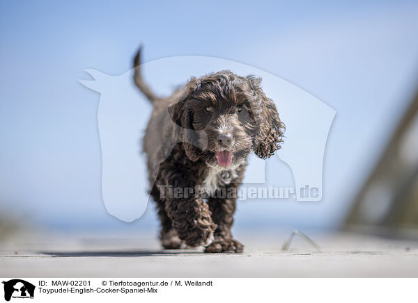 Toypudel-English-Cocker-Spaniel-Mix / Toypoodle-English-Cocker-Spaniel-Mongrel / MAW-02201