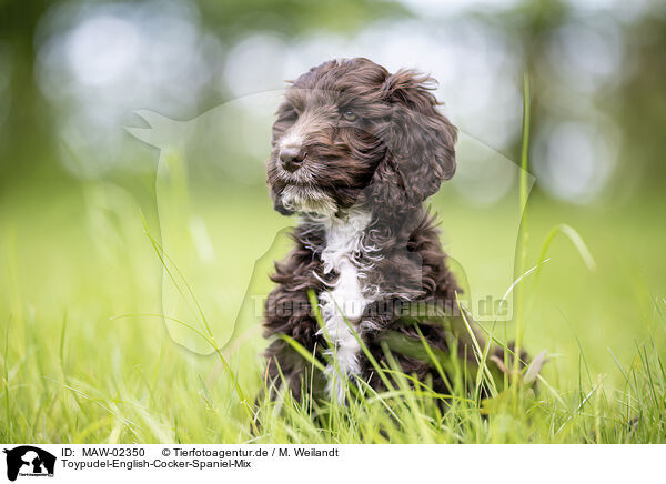 Toypudel-English-Cocker-Spaniel-Mix / Toypoodle-English-Cocker-Spaniel-Mongrel / MAW-02350