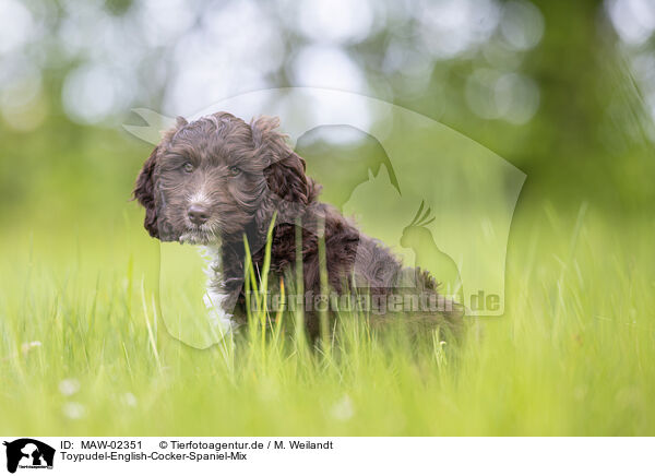 Toypudel-English-Cocker-Spaniel-Mix / Toypoodle-English-Cocker-Spaniel-Mongrel / MAW-02351