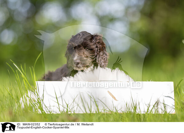 Toypudel-English-Cocker-Spaniel-Mix / Toypoodle-English-Cocker-Spaniel-Mongrel / MAW-02352
