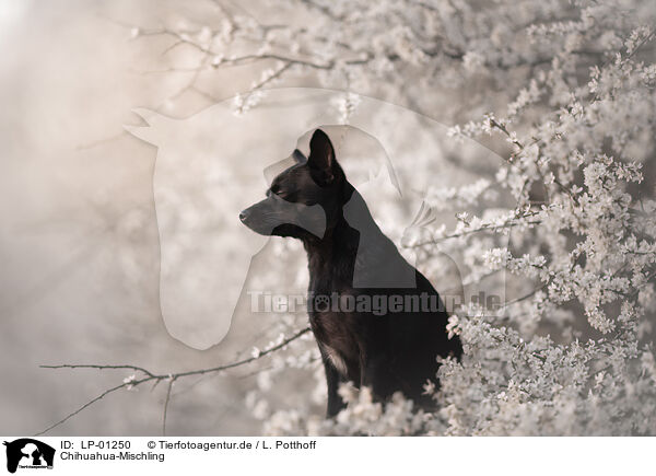Chihuahua-Mischling / Chihuahua-Mongrel / LP-01250