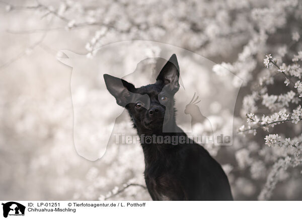 Chihuahua-Mischling / Chihuahua-Mongrel / LP-01251