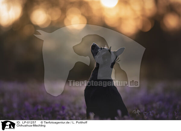 Chihuahua-Mischling / Chihuahua-Mongrel / LP-01257