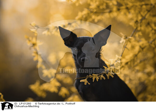 Chihuahua-Mischling / Chihuahua-Mongrel / LP-01260