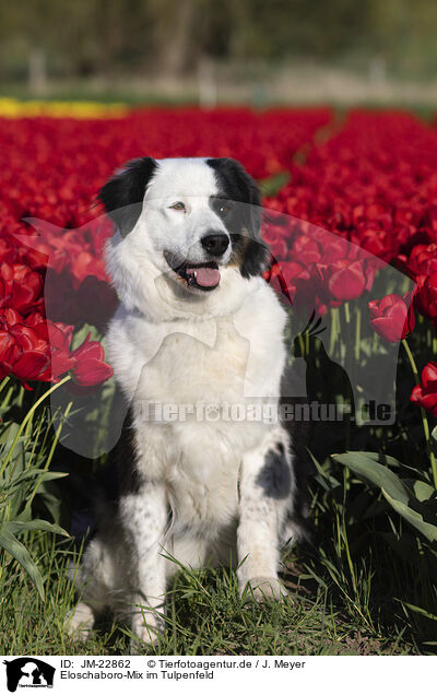 Eloschaboro-Mix im Tulpenfeld / dog in tulip field / JM-22862