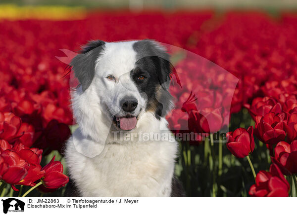 Eloschaboro-Mix im Tulpenfeld / dog in tulip field / JM-22863