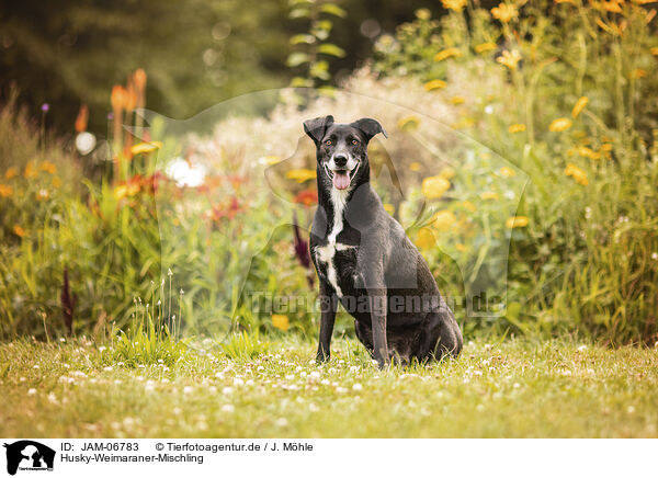 Husky-Weimaraner-Mischling / Husky-Weimaraner-Mongrel / JAM-06783