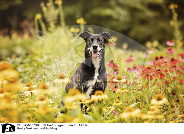 Husky-Weimaraner-Mischling / Husky-Weimaraner-Mongrel / JAM-06790